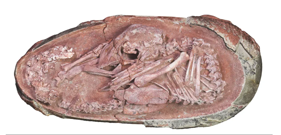 Вчені показали ідеально збережений ембріон динозавра, який знайшли у скам’янілому яйці (фото)